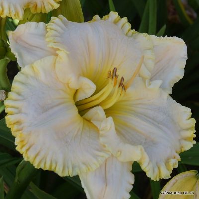 daylily 'Small World Brenden'