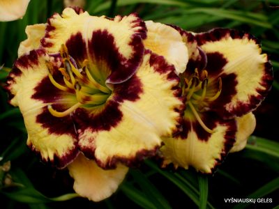 daylily 'Special Candy' (3)
