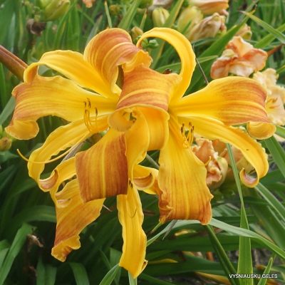 daylily 'Spindazzle'