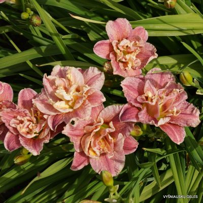 daylily 'Spotted Fever'