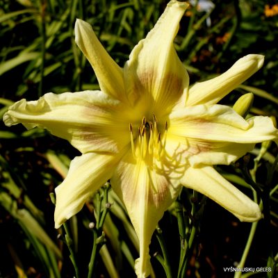 daylily 'Star Poly' (4)