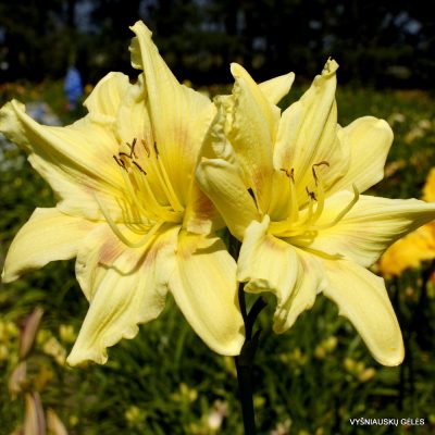 daylily 'Star Poly'