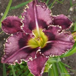 daylily 'Terrible Swift Sword' (2)
