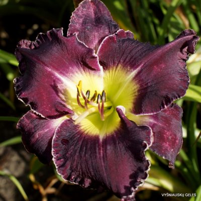 daylily 'Terrible Swift Sword'