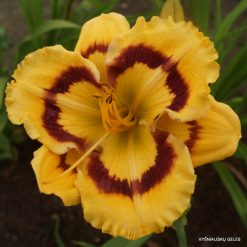 daylily 'Terry Lyninger'