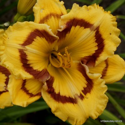 daylily ‘Terry Lyninger’