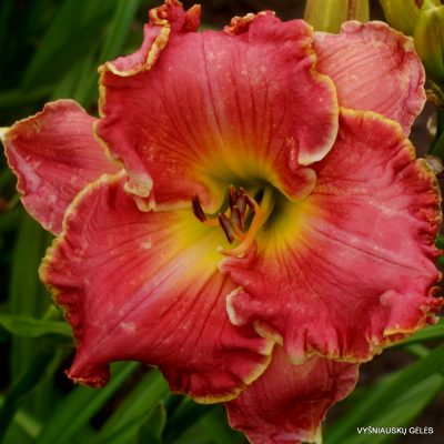 daylily 'The Color of Wonderful'
