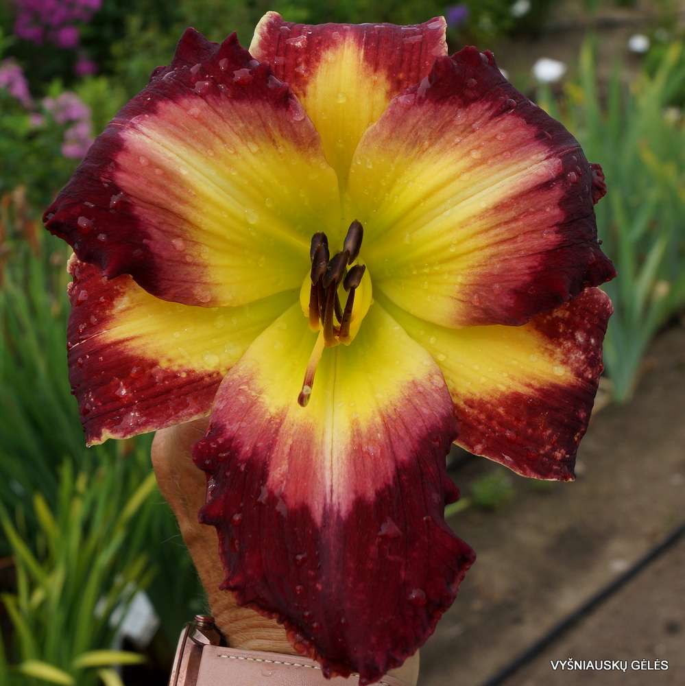 daylily 'The Ghost and the Darkness' (2)