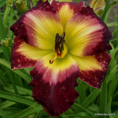 daylily ‘The Ghost and the Darkness’
