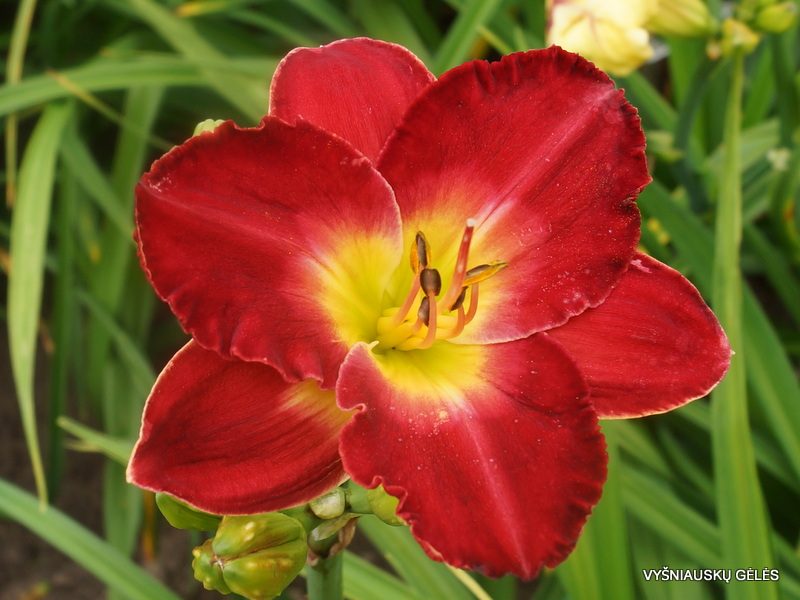 daylily 'The Heat is On' (2)