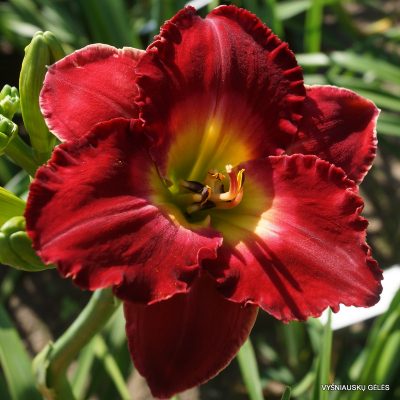 daylily ‘The Heat is On’