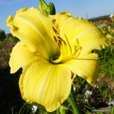 daylily 'The Space Race'