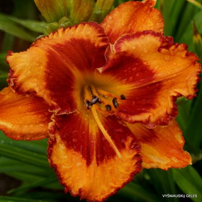 daylily 'Tropical Fusion'