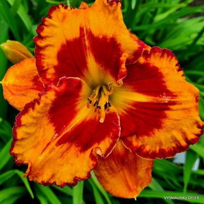 daylily 'Tropical Fusion'