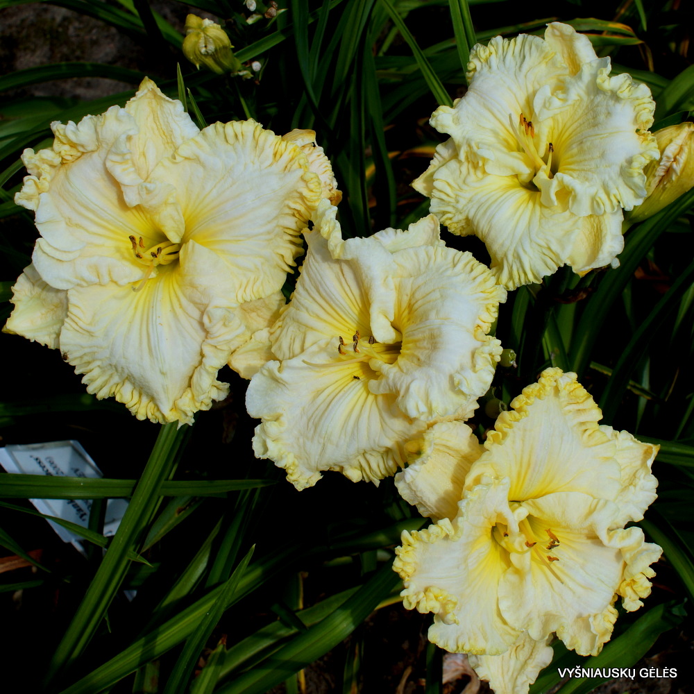 daylily 'Up Front Street' (3)