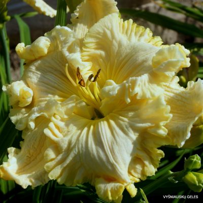 daylily ‘Up Front Street’