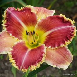 daylily 'Upon This Rock'