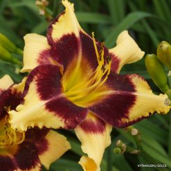 daylily  ‘Jamaican Me Crazy’