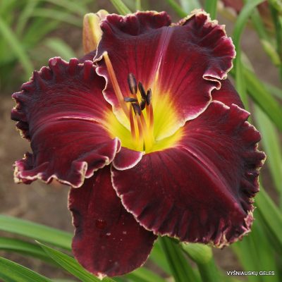 daylily’Born to Reign’