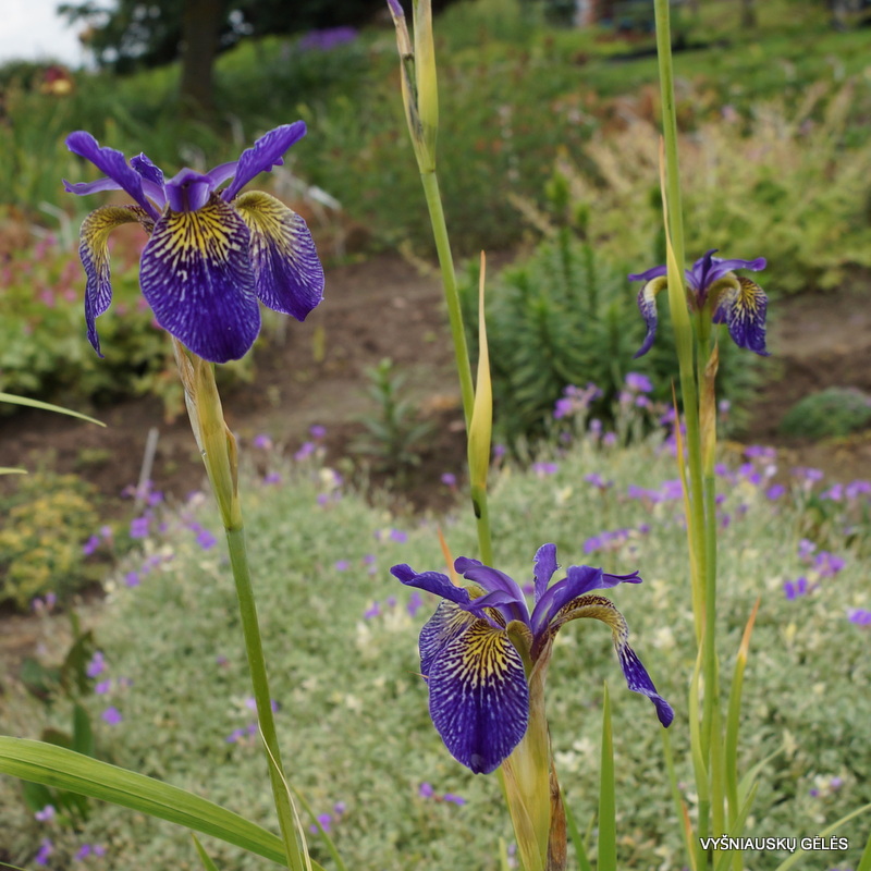 iris 'Ellebank Lacewing' (3)