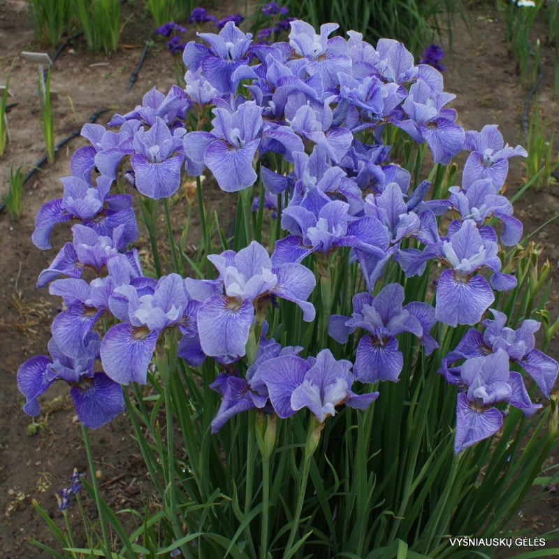 iris sibirica 'Percheron' (3)