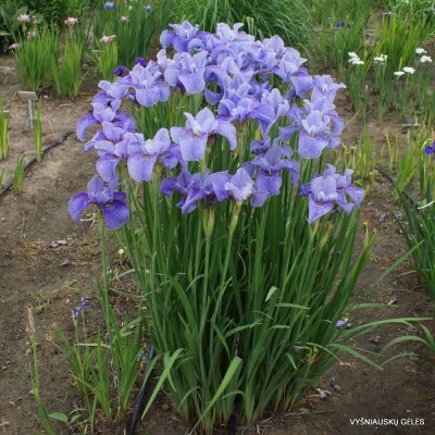 iris sibirica 'Percheron' (4)