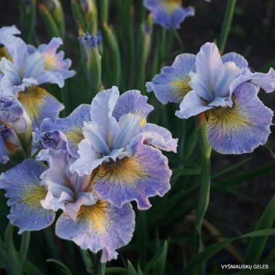 iris sibirica 'Reel Cute' (2)