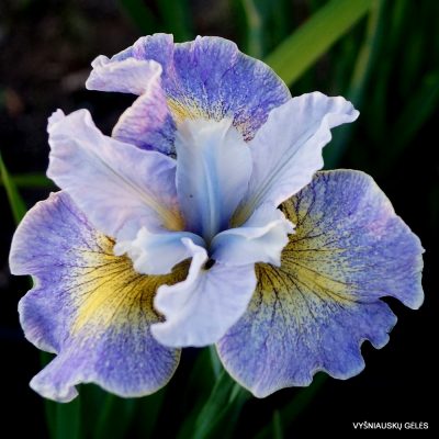 iris sibirica ‘Reel Cute’