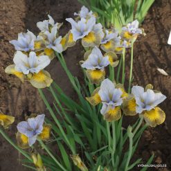 iris sibirica 'Uncorked' (3)