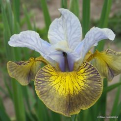 iris sibirica 'Uncorked' (4)
