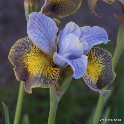 iris sibirica 'Uncorked'