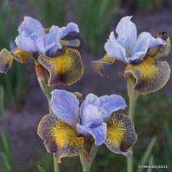 iris sibirica 'Uncorked' (6)