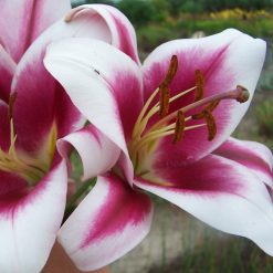 lilium 'Silk Road'