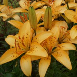 lily 'Abrikosinis Dangus'