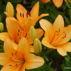lily 'Advantage' (2)