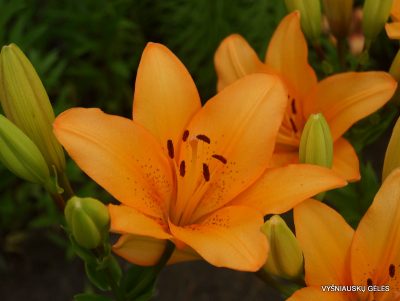 lily 'Advantage'