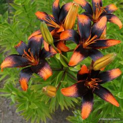 lily 'Bright Eyes'