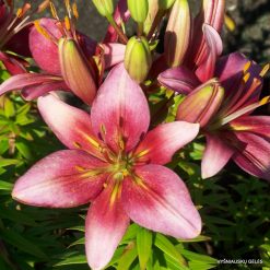 lily 'Bukiet'