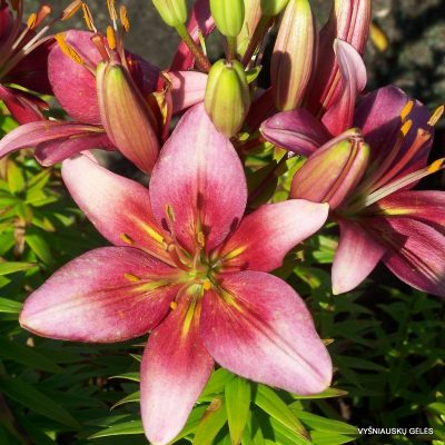 lily ‘Bukiet’