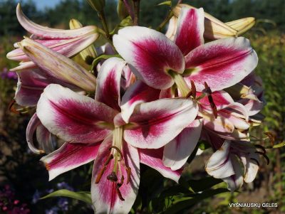 lily 'Candy Club' (2)