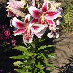 lily 'Candy Club' (3)