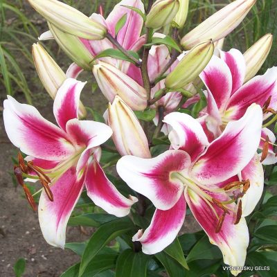lily ‘Candy Club’
