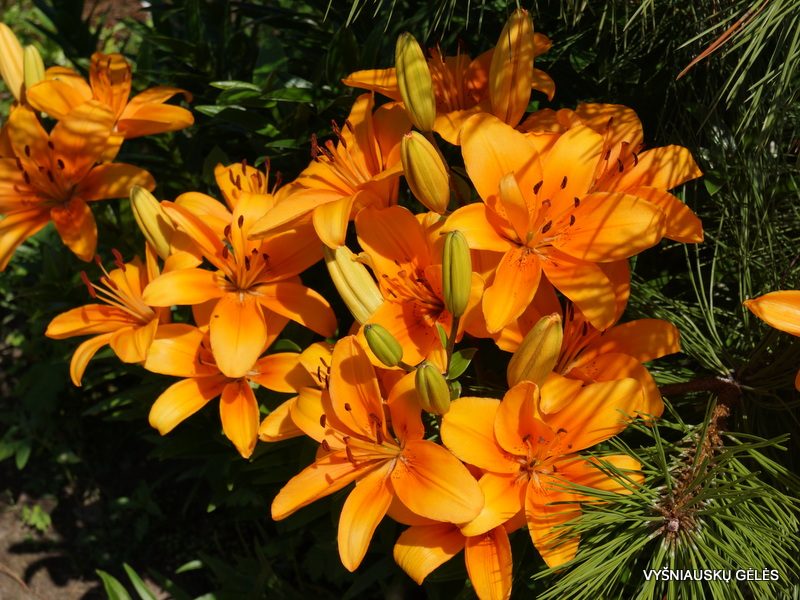 lily 'Compass' (2)