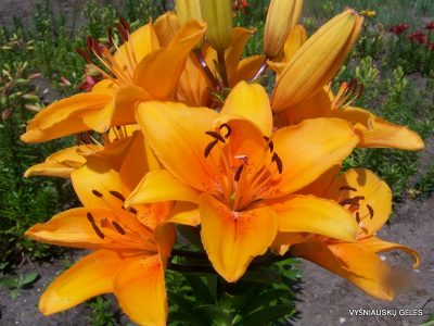 lily 'Compass'