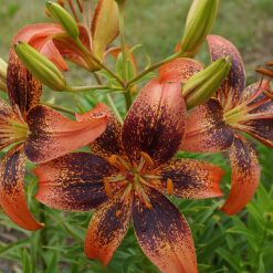 lily 'Galaktika'