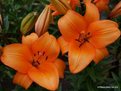 lily 'Honesty' (2)