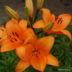 lily 'Honesty'