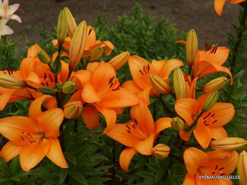 lily 'Honesty' (3)