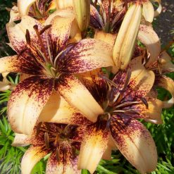 lily 'Kopos'