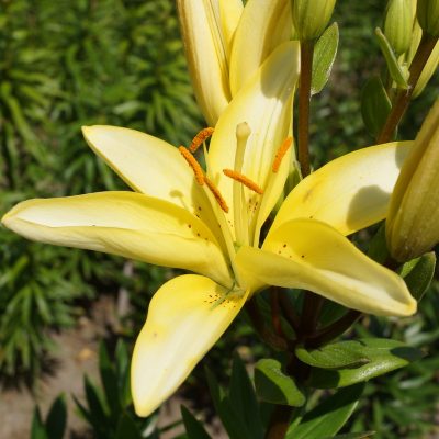 lily 'Laivelyje' (2)